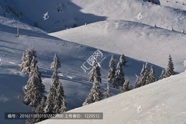 樹上的雪