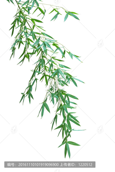 竹枝