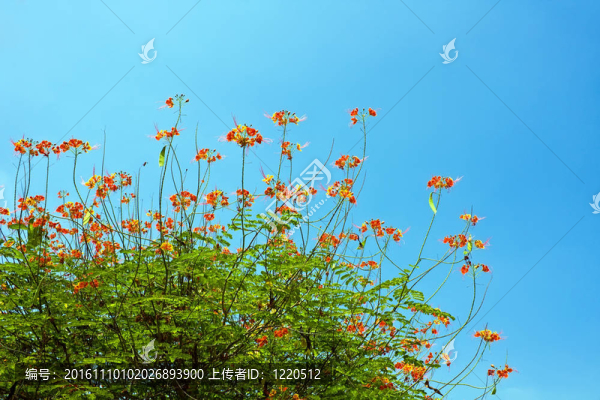 樹上的孔雀