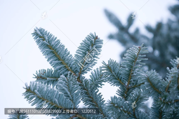 樹上的霧凇