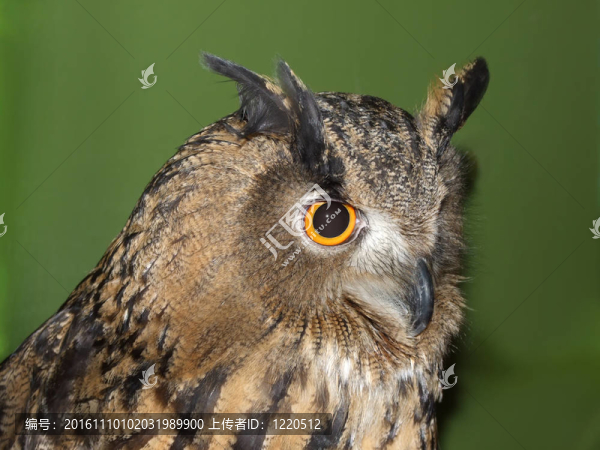 貓頭鷹的眼睛和嘴