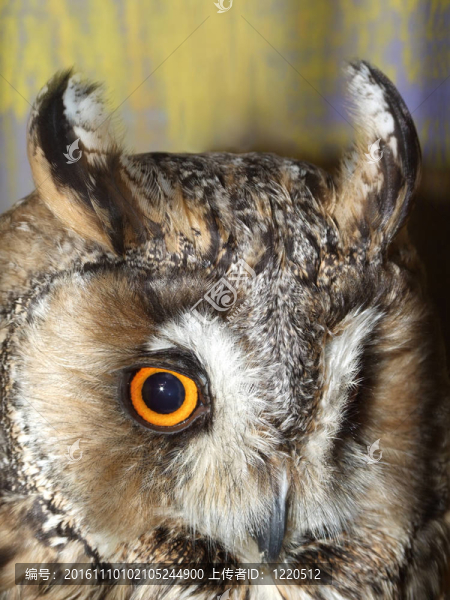 美麗的貓頭鷹的眼睛