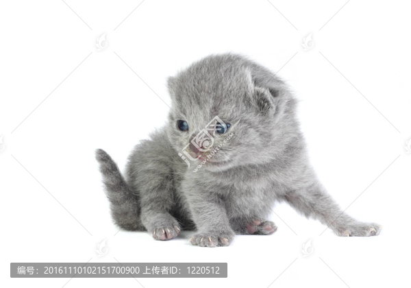 小貓