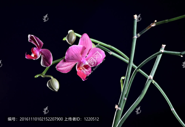 蘭花在枝上芽