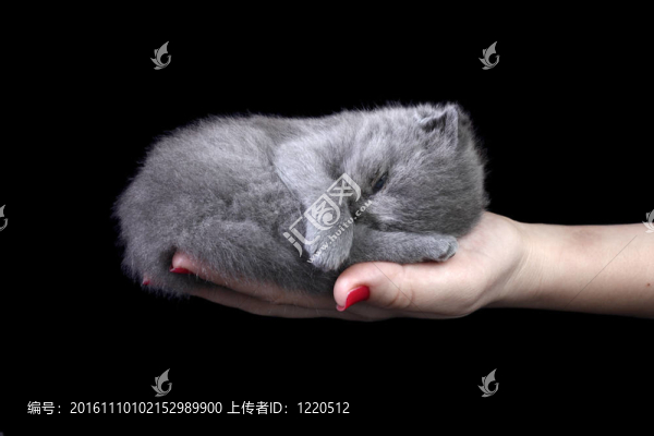 手上的小小貓