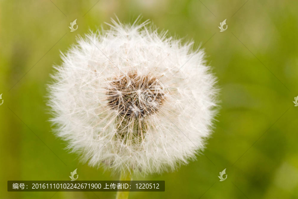 蒲公英鐘的特寫(xiě)