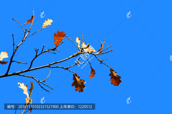 一些橡木的葉子在樹上的藍(lán)色天空背景