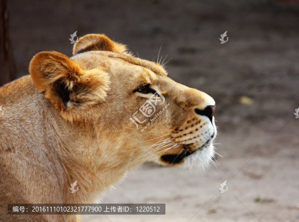 獅子的肖像