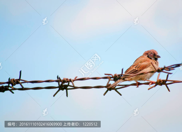 鐵絲網(wǎng)上的獨(dú)眼麻雀