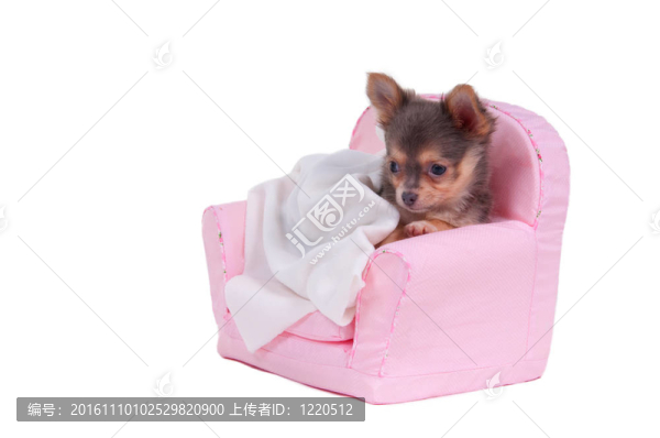 可愛(ài)的奇瓦瓦小狗躺在白色背景上的扶手椅上