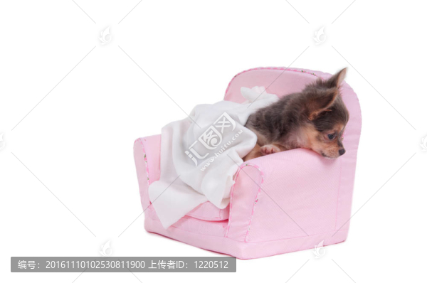 chuhuahua躺在床上的毯子準(zhǔn)備睡覺孤立在白色背景