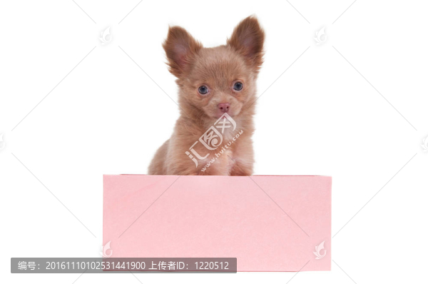 小狗在一個粉紅色的盒子里