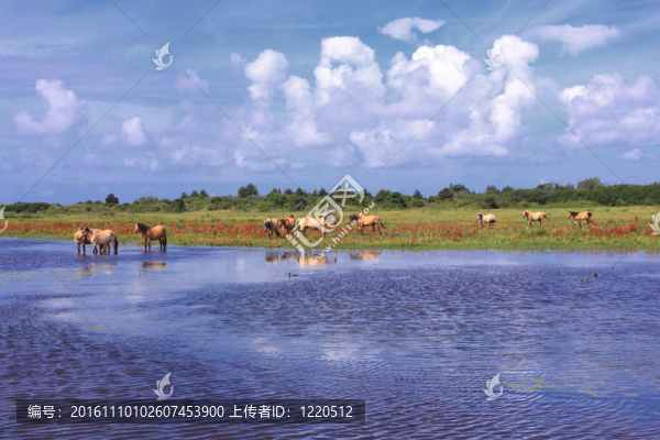 在法國(guó)的一些海灣在沼澤地里的Henson,horses