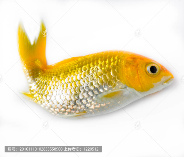 金色的魚
