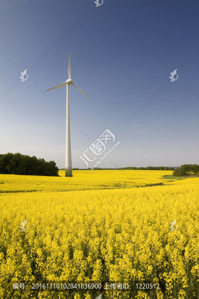 風(fēng)車女巫強奸