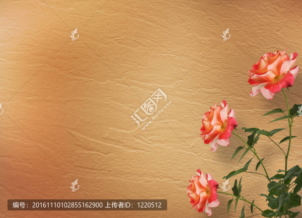 垃圾背景為祝賀美麗的玫瑰