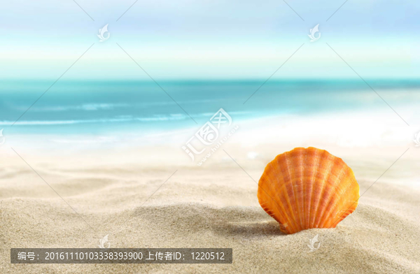海灘上的貝殼