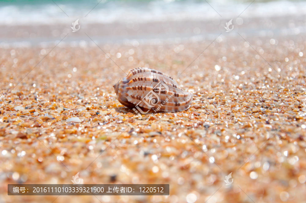 海灘上的貝殼-匯圖網(wǎng) www.fosd68.com 海灘上的貝殼