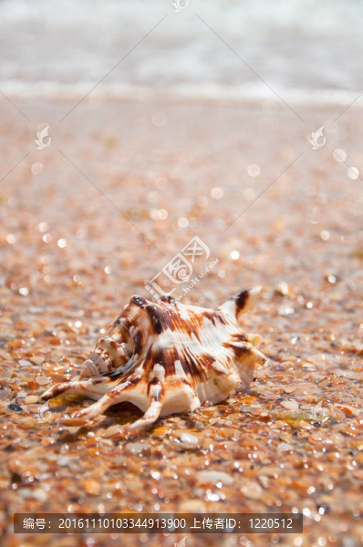 海灘上的貝殼