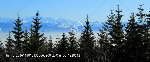 阿爾卑斯山后面的冷杉樹