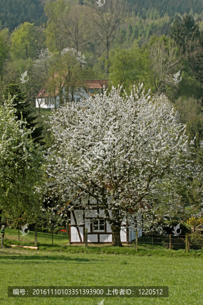 半木結(jié)構(gòu)的房子在春天