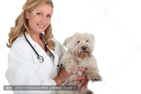 女獸醫(yī)抱著一只小白狗