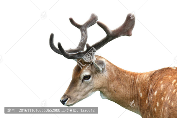 小鹿-匯圖網(wǎng) www.fosd68.com 小鹿