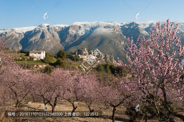 在瓜達萊斯特杏花