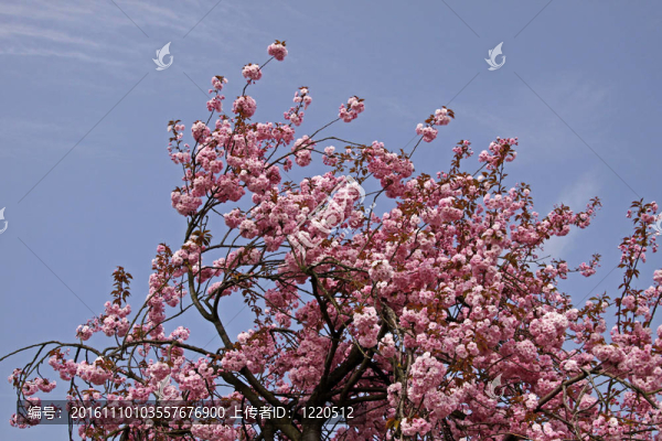 春天的日本櫻桃樹(shù)