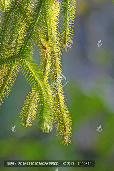 蕨類植物