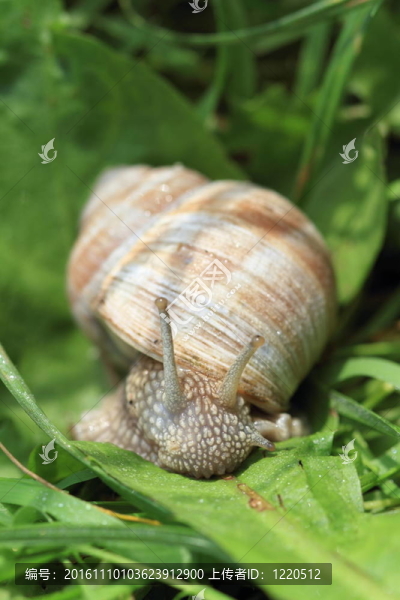 蝸牛