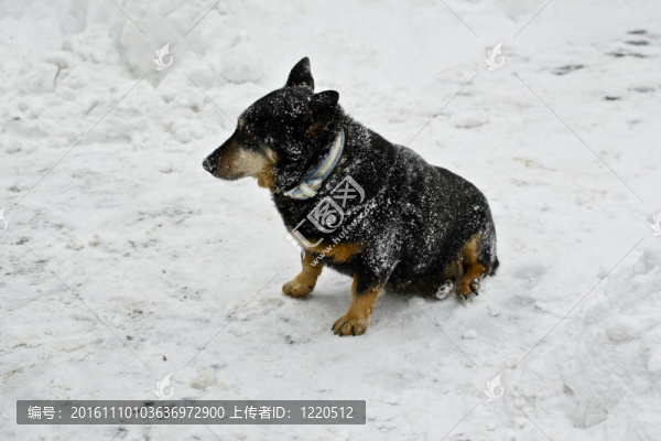 被遺棄的狗在白雪上
