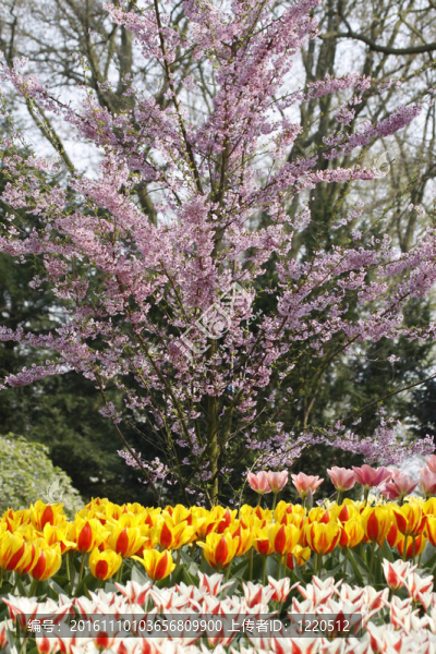 春天開(kāi)花的櫻桃樹(shù)