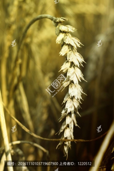 小麥穗-匯圖網(wǎng) www.fosd68.com 小麥穗