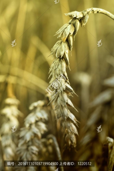小麥穗-匯圖網(wǎng) www.fosd68.com 小麥穗