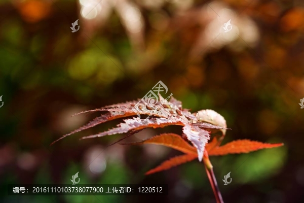 秋天的葉