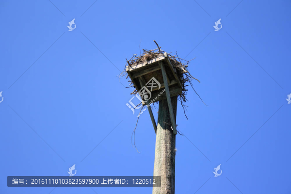 魚鷹巢