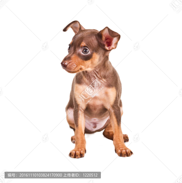 俄羅斯玩具獵犬在白色背景