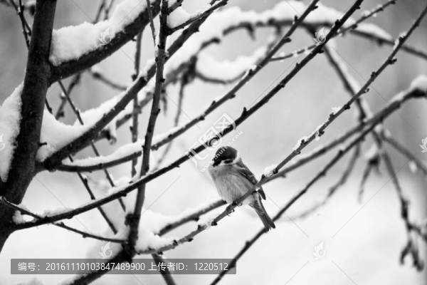 雪上的鳥