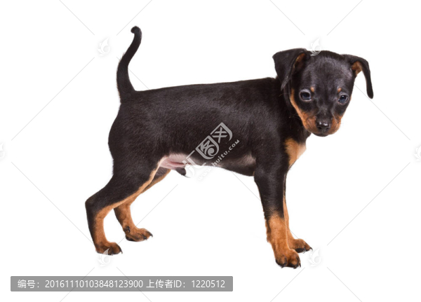 俄羅斯玩具獵犬在白色背景
