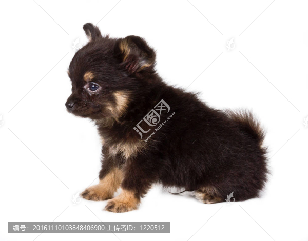 斯皮茨的小狗在白色的背景前。博美犬孤立在白色背景