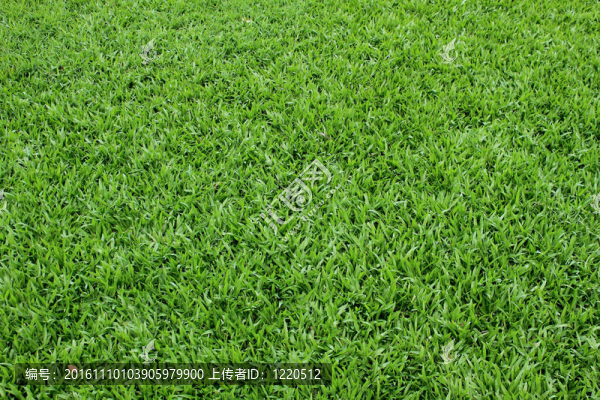 草綠色的背景