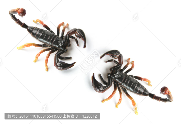 蝎子