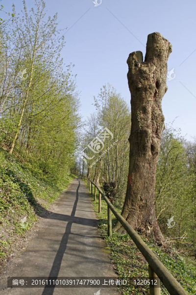 老樹樁的小徑