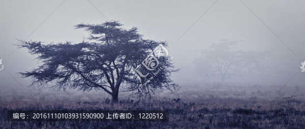 非洲霧蒙蒙森林中的一棵樹