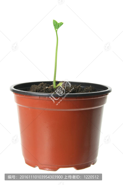 Pot的年輕植物