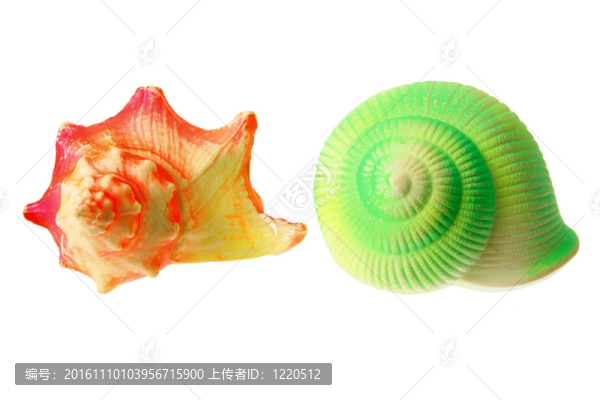 彩色的貝殼-匯圖網(wǎng) www.fosd68.com 彩色的貝殼