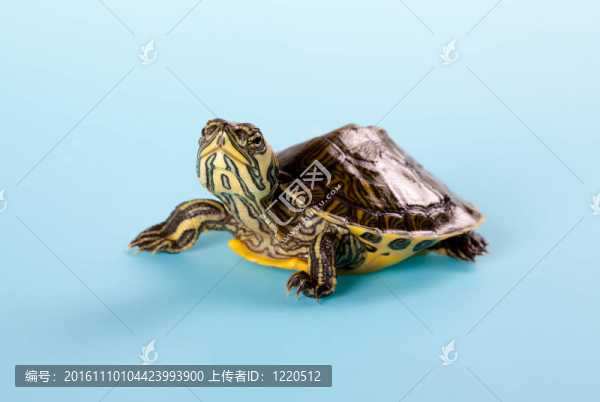 小烏龜