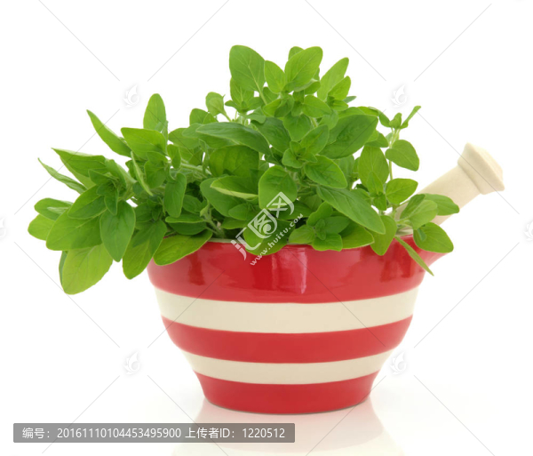 牛至草-匯圖網(wǎng) www.fosd68.com 牛至草