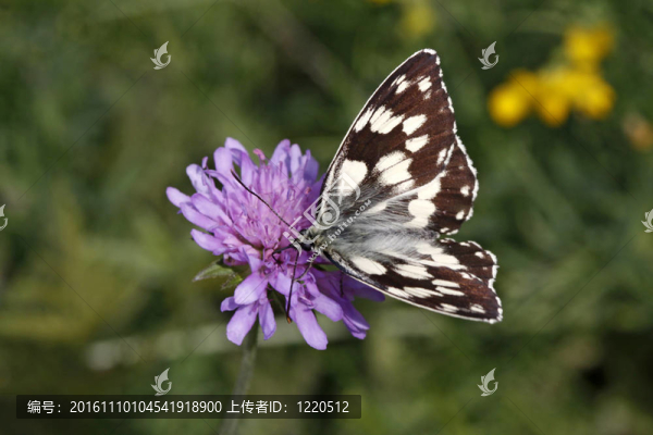 Melanargia,galathea；Marbled,White